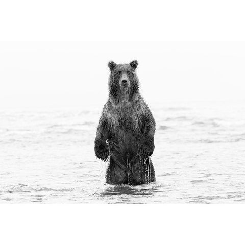 Brown bear standing upright-Silver Salmon Creek-Lake Clark National Park-Alaska Black Modern Wood Framed Art Print with Double Matting by Jones, Adam