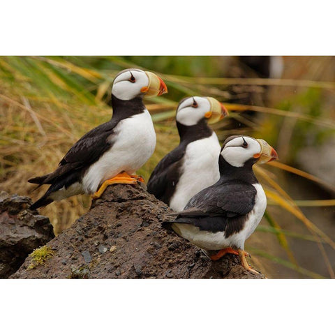 Horned Puffin-Fratercula corniculata-Lake Clark National Park-Alaska Black Modern Wood Framed Art Print with Double Matting by Jones, Adam