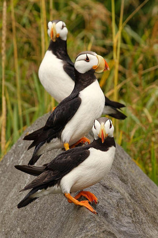 Horned Puffin-Fratercula corniculata-Lake Clark National Park-Alaska Black Ornate Wood Framed Art Print with Double Matting by Jones, Adam
