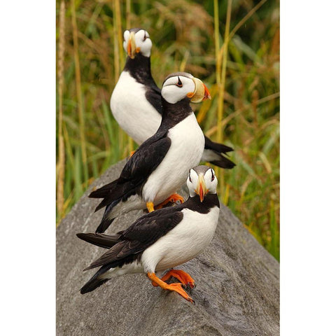 Horned Puffin-Fratercula corniculata-Lake Clark National Park-Alaska Black Modern Wood Framed Art Print by Jones, Adam