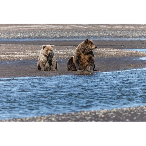 Adult female grizzly bear and cub fishing-Lake Clark National Park and Preserve-Alaska Black Modern Wood Framed Art Print by Jones, Adam