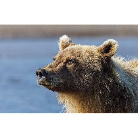Grizzly bear close-up-Lake Clark National Park and Preserve-Alaska Black Modern Wood Framed Art Print by Jones, Adam