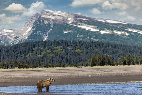Grizzly bear in landscape with mountain-Lake Clark National Park and Preserve-Alaska Black Ornate Wood Framed Art Print with Double Matting by Jones, Adam