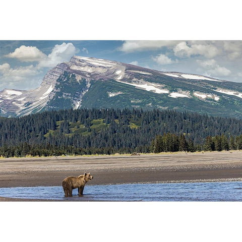 Grizzly bear in landscape with mountain-Lake Clark National Park and Preserve-Alaska Black Modern Wood Framed Art Print by Jones, Adam