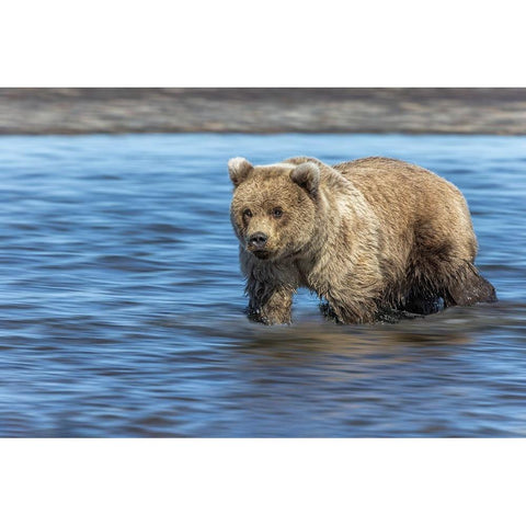 Grizzly bear cub-Lake Clark National Park and Preserve-Alaska Black Modern Wood Framed Art Print by Jones, Adam