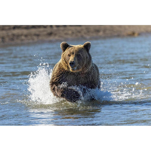 Grizzly bear chasing fish in Silver Salmon Creek-Lake Clark National Park and Preserve-Alaska Black Modern Wood Framed Art Print by Jones, Adam