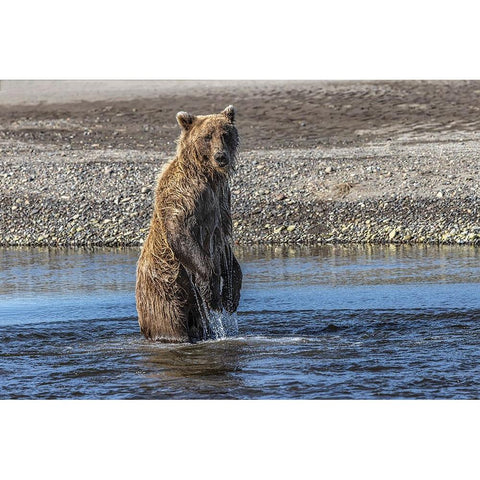 Grizzly bear standing while fishing-Lake Clark National Park and Preserve-Alaska Black Modern Wood Framed Art Print by Jones, Adam