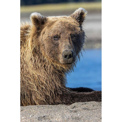 Grizzly bear resting-Lake Clark National Park and Preserve-Alaska Black Modern Wood Framed Art Print by Jones, Adam