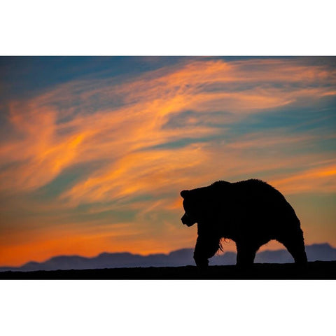 Adult grizzly bear silhouetted on beach at sunrise-Lake Clark National Park and Preserve Gold Ornate Wood Framed Art Print with Double Matting by Jones, Adam