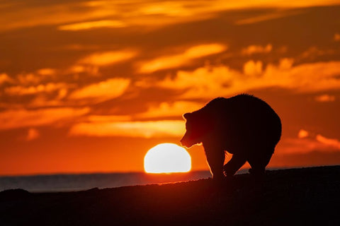 Adult grizzly bear silhouetted on beach at sunrise-Lake Clark National Park and Preserve Black Ornate Wood Framed Art Print with Double Matting by Jones, Adam
