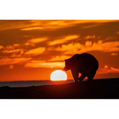 Adult grizzly bear silhouetted on beach at sunrise-Lake Clark National Park and Preserve Black Modern Wood Framed Art Print with Double Matting by Jones, Adam