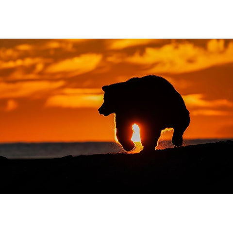 Adult grizzly bear silhouetted on beach at sunrise-Lake Clark National Park and Preserve White Modern Wood Framed Art Print by Jones, Adam