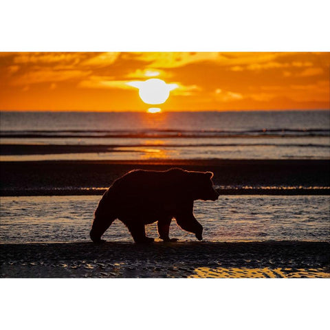 Adult grizzly bear silhouetted on beach at sunrise-Lake Clark National Park and Preserve Black Modern Wood Framed Art Print with Double Matting by Jones, Adam