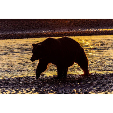 Adult grizzly bear silhouetted on beach at sunrise-Lake Clark National Park and Preserve Black Modern Wood Framed Art Print by Jones, Adam