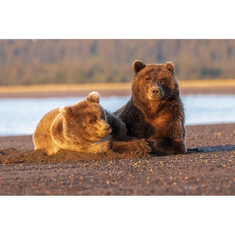 Adult female grizzly bear and cub sleeping on beach at sunrise-Lake Clark National Park and Preserve Black Modern Wood Framed Art Print with Double Matting by Jones, Adam