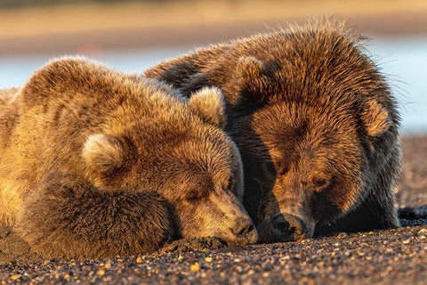 Adult female grizzly bear and cub sleeping on beach at sunrise-Lake Clark National Park and Preserve White Modern Wood Framed Art Print with Double Matting by Jones, Adam