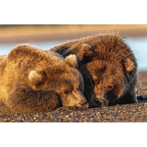 Adult female grizzly bear and cub sleeping on beach at sunrise-Lake Clark National Park and Preserve Black Modern Wood Framed Art Print by Jones, Adam