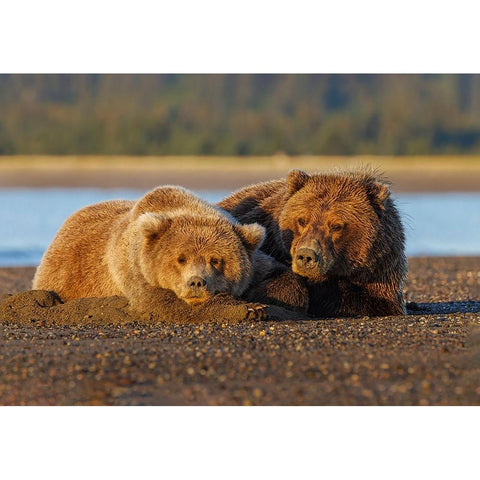 Adult female grizzly bear and cub sleeping on beach at sunrise-Lake Clark National Park and Preserve Black Modern Wood Framed Art Print by Jones, Adam