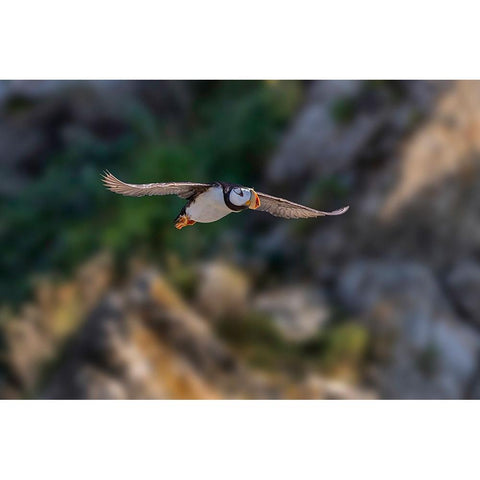 Horned puffin flying-Bird Island-Lake Clark National Park and Preserve-Alaska Gold Ornate Wood Framed Art Print with Double Matting by Jones, Adam