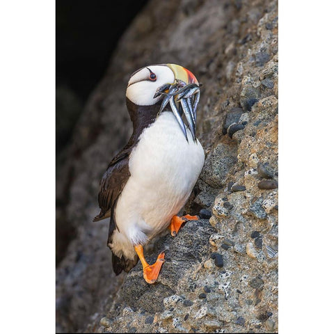 Horned puffin with needle fish in beak-Bird Island-Lake Clark National Park and Preserve-Alaska Black Modern Wood Framed Art Print by Jones, Adam