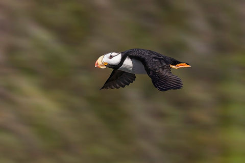 Horned puffin-Bird Island-Lake Clark National Park and Preserve-Alaska Black Ornate Wood Framed Art Print with Double Matting by Jones, Adam