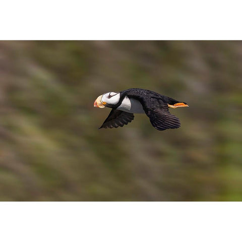 Horned puffin-Bird Island-Lake Clark National Park and Preserve-Alaska Black Modern Wood Framed Art Print with Double Matting by Jones, Adam