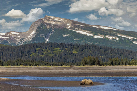 Grizzly bear resting on beach with mountain backdrop-Lake Clark National Park and Preserve Black Ornate Wood Framed Art Print with Double Matting by Jones, Adam