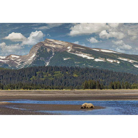 Grizzly bear resting on beach with mountain backdrop-Lake Clark National Park and Preserve Black Modern Wood Framed Art Print by Jones, Adam