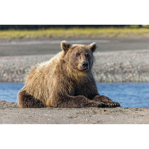 Grizzly bear resting on shoreline-Lake Clark National Park and Preserve-Alaska-Silver Salmon Creek Black Modern Wood Framed Art Print by Jones, Adam