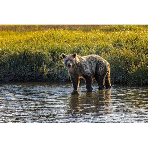 Grizzly bear cub crossing grassy meadow-Lake Clark National Park and Preserve-Alaska Gold Ornate Wood Framed Art Print with Double Matting by Jones, Adam