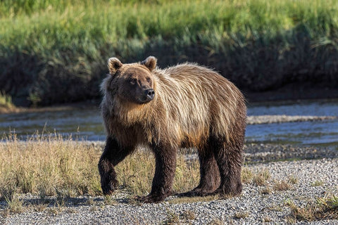 Grizzly bear cub crossing grassy meadow-Lake Clark National Park and Preserve-Alaska Black Ornate Wood Framed Art Print with Double Matting by Jones, Adam