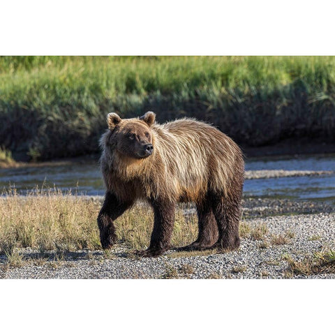 Grizzly bear cub crossing grassy meadow-Lake Clark National Park and Preserve-Alaska Black Modern Wood Framed Art Print by Jones, Adam