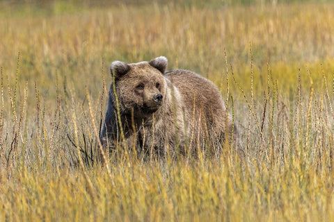 Grizzly bear cub crossing grassy meadow-Lake Clark National Park and Preserve-Alaska-Silver Black Ornate Wood Framed Art Print with Double Matting by Jones, Adam