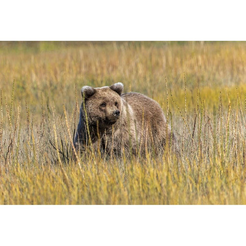 Grizzly bear cub crossing grassy meadow-Lake Clark National Park and Preserve-Alaska-Silver Black Modern Wood Framed Art Print by Jones, Adam
