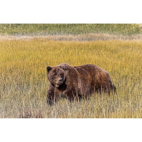 Adult female grizzly bear crossing grassy meadow-Lake Clark National Park and Preserve-Alaska Gold Ornate Wood Framed Art Print with Double Matting by Jones, Adam