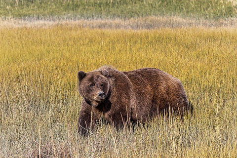 Adult female grizzly bear crossing grassy meadow-Lake Clark National Park and Preserve-Alaska Black Ornate Wood Framed Art Print with Double Matting by Jones, Adam