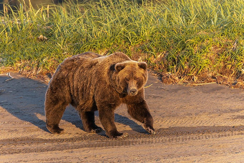 Adult grizzly bear on shoreline at sunrise-Lake Clark National Park and Preserve-Alaska Black Ornate Wood Framed Art Print with Double Matting by Jones, Adam