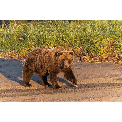 Adult grizzly bear on shoreline at sunrise-Lake Clark National Park and Preserve-Alaska Black Modern Wood Framed Art Print by Jones, Adam