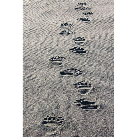 Adult grizzly bear tracks on sandy beach-Lake Clark National Park and Preserve-Alaska Black Modern Wood Framed Art Print with Double Matting by Jones, Adam