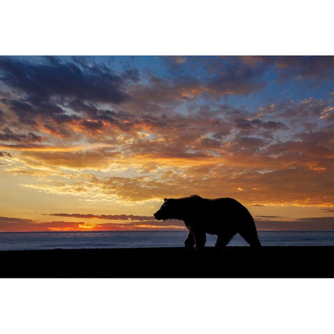 Adult grizzly bear silhouetted at sunrise-Lake Clark National Park and Preserve-Alaska Black Modern Wood Framed Art Print with Double Matting by Jones, Adam