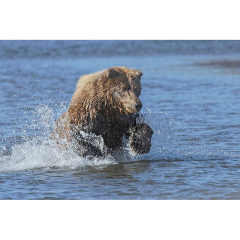 Adult grizzly bear chasing fish-Lake Clark National Park and Preserve-Alaska-Silver Salmon Creek Black Modern Wood Framed Art Print by Jones, Adam