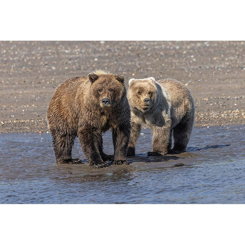 Grizzly bear cub and adult female-Lake Clark National Park and Preserve-Alaska-Silver Salmon Creek Black Modern Wood Framed Art Print with Double Matting by Jones, Adam