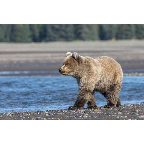 Grizzly bear cub-Lake Clark National Park and Preserve-Alaska-Silver Salmon Creek Gold Ornate Wood Framed Art Print with Double Matting by Jones, Adam