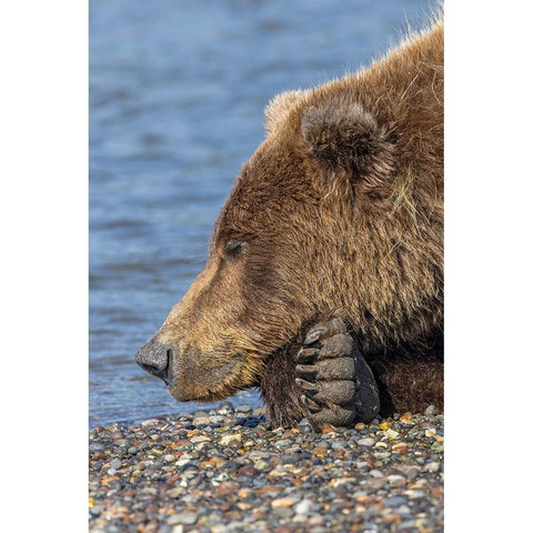 Adult grizzly bear resting on beach-Lake Clark National Park and Preserve-Alaska Black Modern Wood Framed Art Print by Jones, Adam