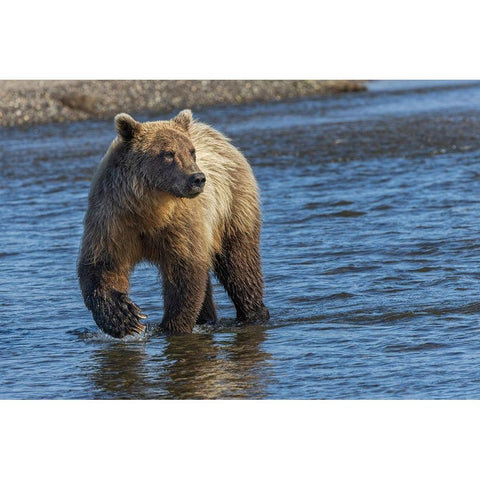 Adult grizzly bear chasing fish-Lake Clark National Park and Preserve-Alaska-Silver Salmon Creek Black Modern Wood Framed Art Print with Double Matting by Jones, Adam