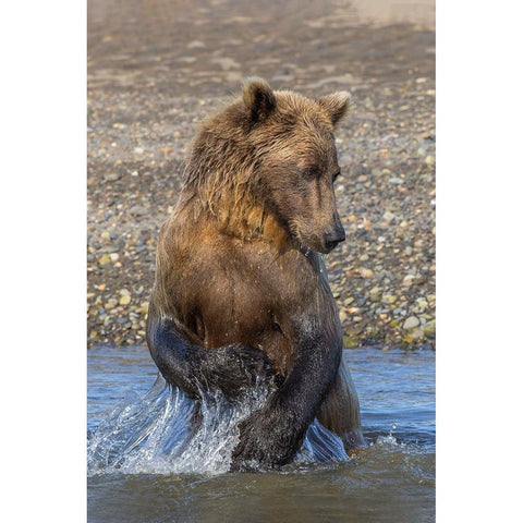 Adult grizzly bear chasing fish-Lake Clark National Park and Preserve-Alaska-Silver Salmon Creek Black Modern Wood Framed Art Print by Jones, Adam