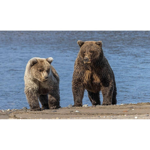 Grizzly bear cub and adult female-Lake Clark National Park and Preserve-Alaska-Silver Salmon Creek Gold Ornate Wood Framed Art Print with Double Matting by Jones, Adam