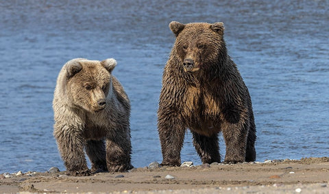 Grizzly bear cub and adult female-Lake Clark National Park and Preserve-Alaska-Silver Salmon Creek Black Ornate Wood Framed Art Print with Double Matting by Jones, Adam