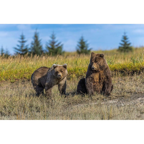 Grizzly bear cub and adult female-Lake Clark National Park and Preserve-Alaska-Silver Salmon Creek Gold Ornate Wood Framed Art Print with Double Matting by Jones, Adam