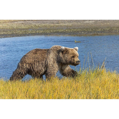 Grizzly bear-Lake Clark National Park and Preserve-Alaska-Silver Salmon Creek Black Modern Wood Framed Art Print by Jones, Adam